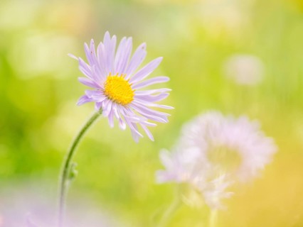 European Michaelmas Daisy (Aster amellus) in an Alpine meadow
