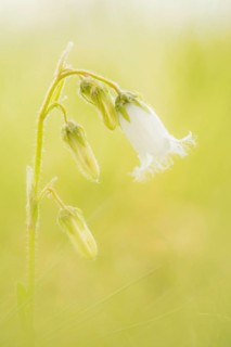 Bearded Bellflower (Campanula barbata) in an Alpine meadow