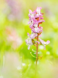 Corydalis cava (Corydalis cava)