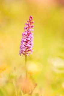 Fragrant orchid (Gymnadenia conopsea) in an Alpine meadow