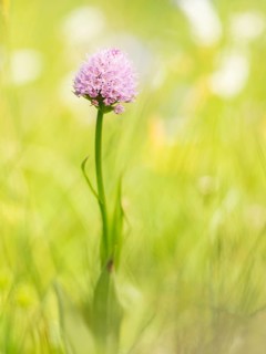 Round headed orchid (Traunsteinera globosa) in an Alpine meadow