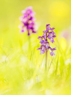 Green-winged orchid (Anacamptis morio)