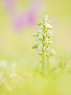 Green-winged orchid (Anacamptis morio)