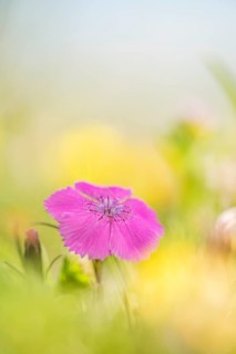 Alpine Pink (Dianthus alpinus) in an Alpine meadow