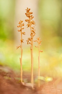 Bird's-nest Orchid (Neottia nidus-avis) group in the forest