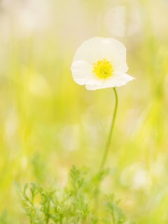 Yellow alpine poppy (Papaver alpinum subsp. Alpinum)