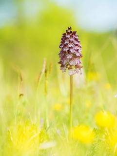 Lady orchid (Orchis purpurea) amongst dry grass