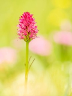 Nigritella (Nigritella rubra) in an Alpine meadow on the Schneealpe
