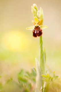 Early Spider-orchid (Ophrys sphegodes) amongst dry grass