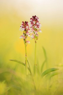 Burnt-tip orchid (Neotinea ustulata)