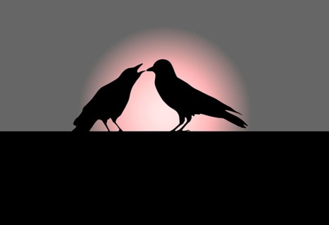 Two ravens
