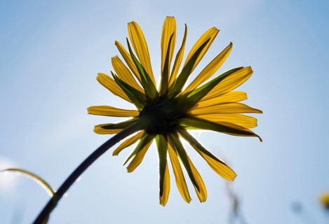 Meadow Salsify (Tragopogon pratensis) flower
