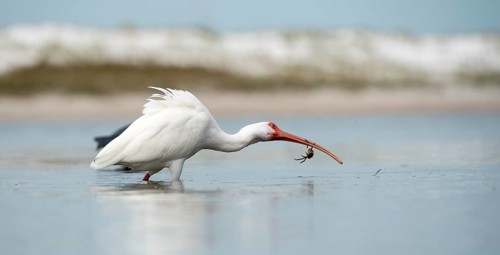 White Ibis (Eudocimus albus)
