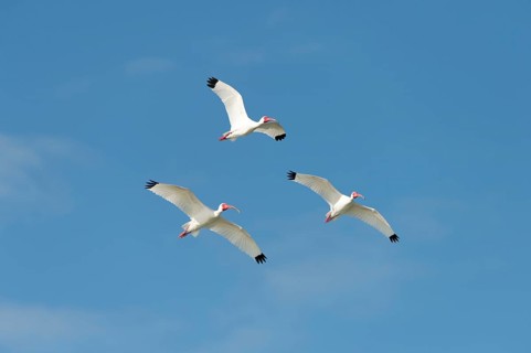 White Ibis (Eudocimus albus) in flight