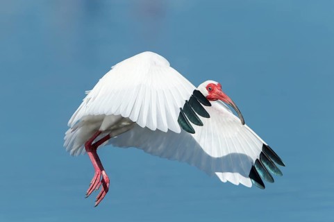 White Ibis (Eudocimus albus) in flight
