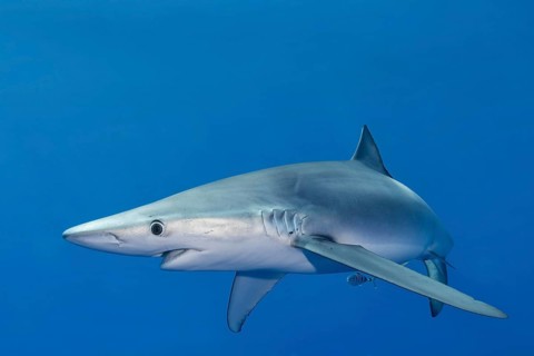 Blue shark (Prionace glauca) and small cleaner fish
