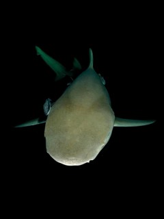 Nightdive