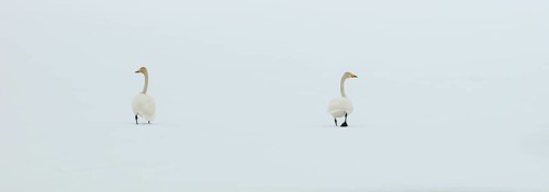 Whooper Swans (Cygnus cygnus) in the snow