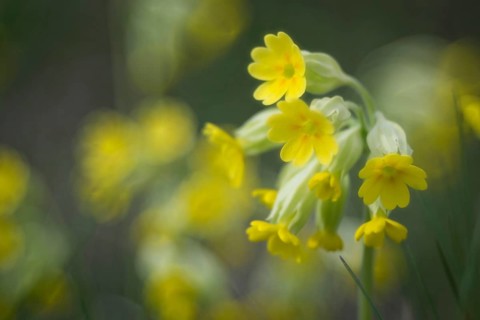 Cowslip (Primula veris)