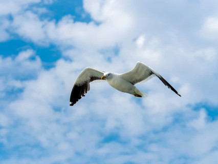 Kelp Gull (Larus dominicanus) in flight