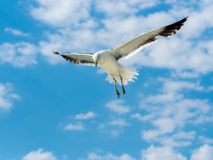 Kelp Gull (Larus dominicanus) in flight