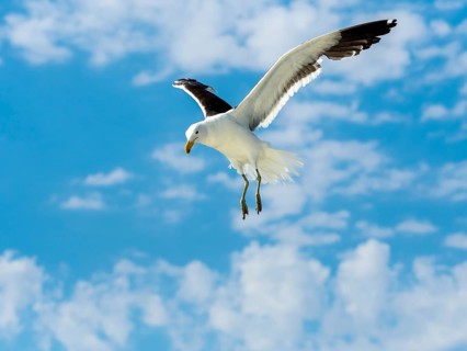 Kelp Gull (Larus dominicanus) in flight