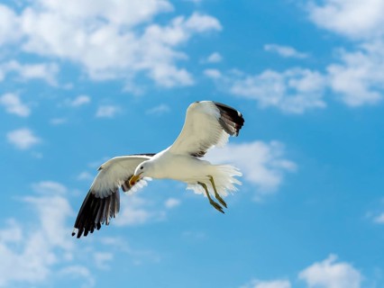 Kelp Gull (Larus dominicanus) in flight