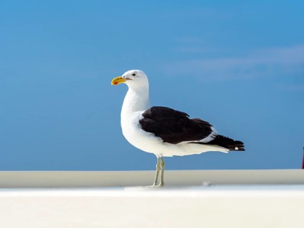 Kelp Gull (Larus dominicanus)