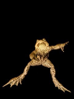 Common toad (Bufo bufo complex) underwater in a mountain lake