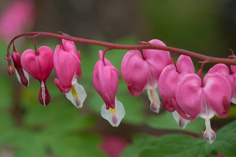 Bleeding Heart (Lamprocapnos spectabilis)