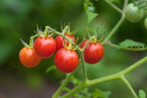 Ripe cherry tomatoes (Lycopersicon esculentum var. Cerasiforme) on the tomato plant