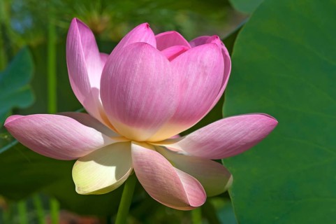 Indian lotus