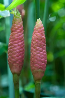 Betel (Piper betle) inflorescence