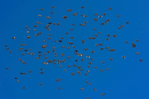 Flock of birds