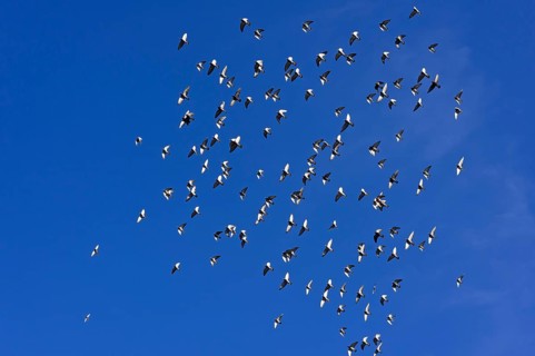 Flock of birds