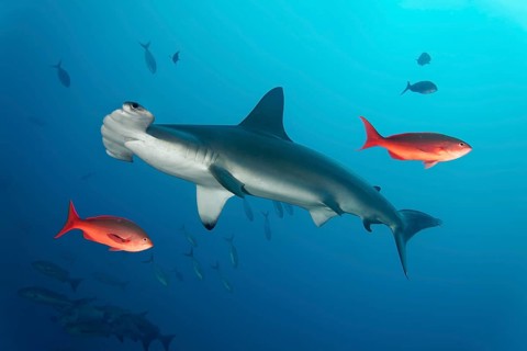 Scalloped hammerhead