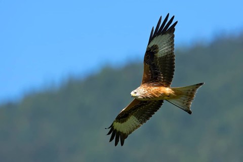 Red Kite (Milvus milvus)