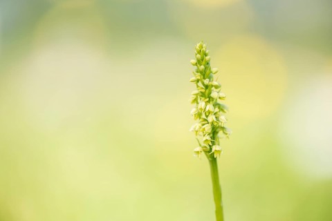 Small white orchid (Pseudorchis albida) in a meadow