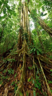 Strangler fig (Ficus genus)