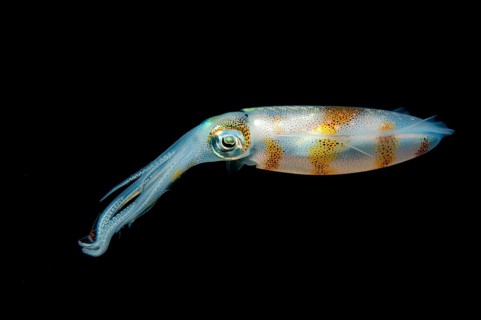 Bigfin reef squid (Sepioteuthis lessoniana)