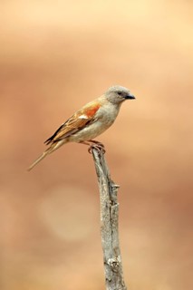 Northern Grey-headed Sparrow (Passer griseus)