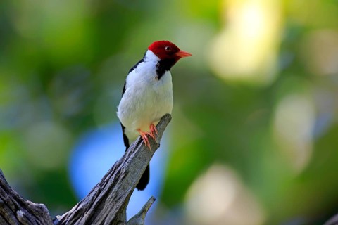 Yellow-billed cardinal (Paroaria capitata)