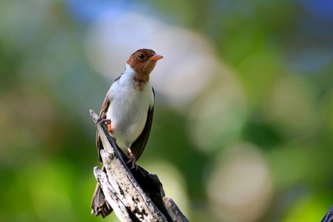 Yellow-billed cardinal (Paroaria capitata)