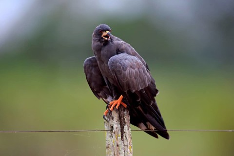 Snail kite (Rostrhamus sociabilis)