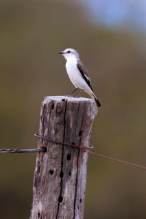 White-rumped monjita (Xolmis velatus)