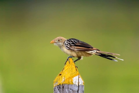 Guira cuckoo (Guira Guira)