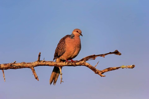 Spotted dove (Streptopelia chinensis ceylonensis)