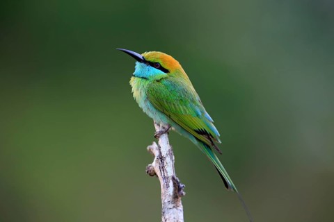 Green bee-eater (Merops orientalis ceylonicus)