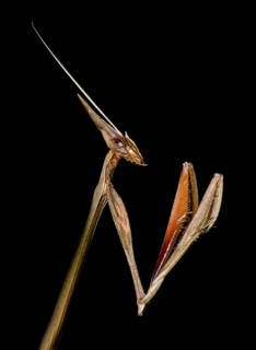 Idolomorpha madagascariensis Mantis