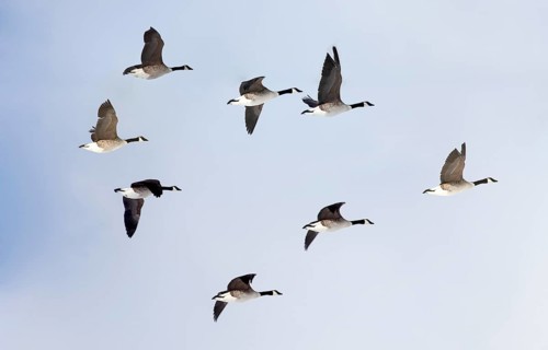 Canada geese (Branta canadensis) in flight